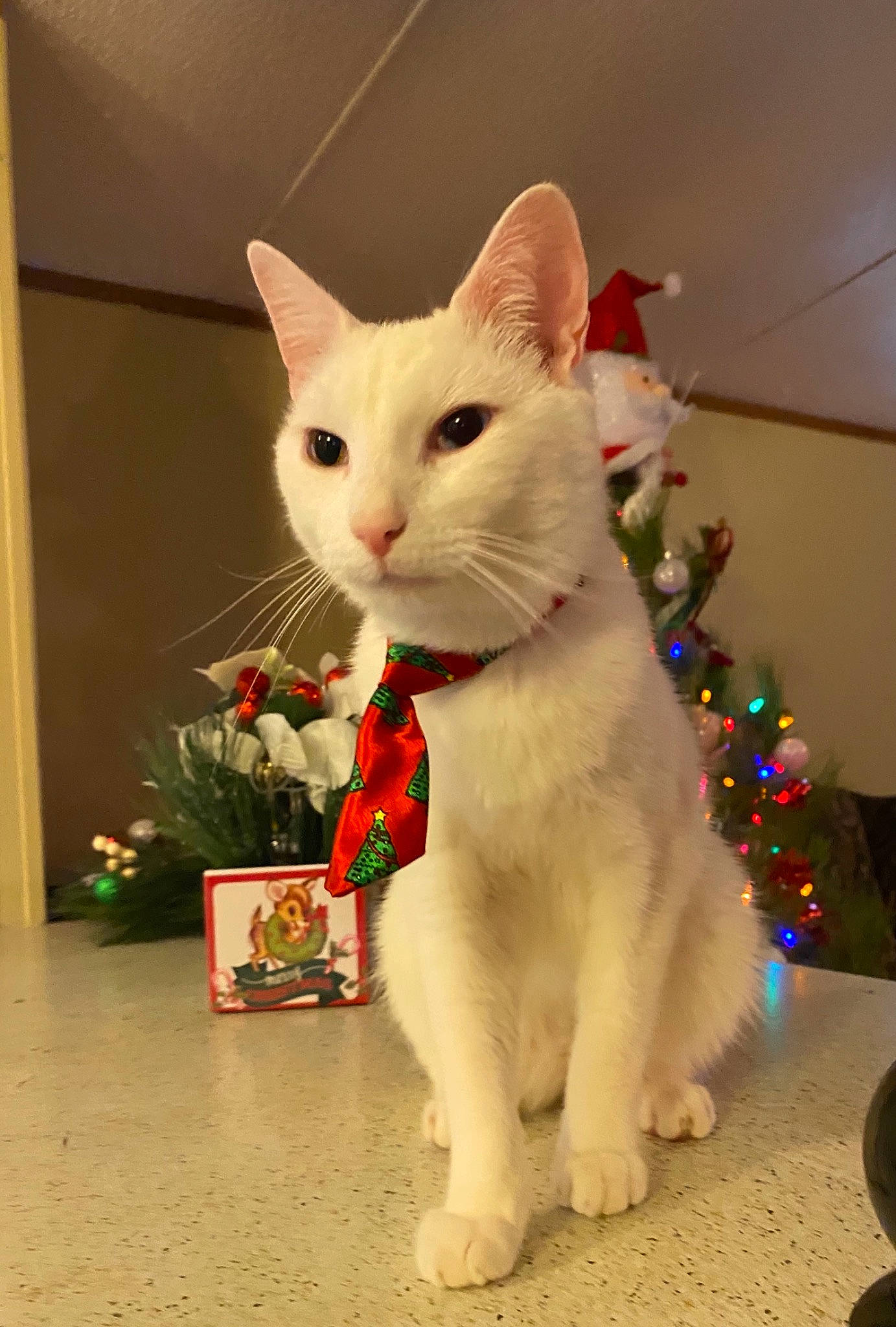 Murringo joined the competition — help win amazing prizes! carmine, carnivore, cat, christmas, domestic_short_haired_cat, event, felidae, fur, holiday, paw, plant, small_to_medium_sized_cats, tail, whiskers