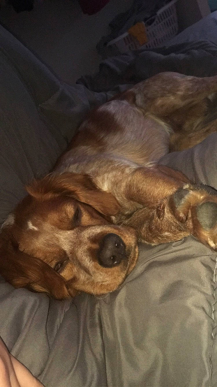 Phalko participe au concours pour gagner de l'argent avec cette photo : art, canidae, carnivore, comfort, companion_dog, dog, dog_breed, fawn, fur, liver, nap, paw, sleep, snout, sporting_group, terrestrial_animal, whiskers, wood, working_animal, wrinkle