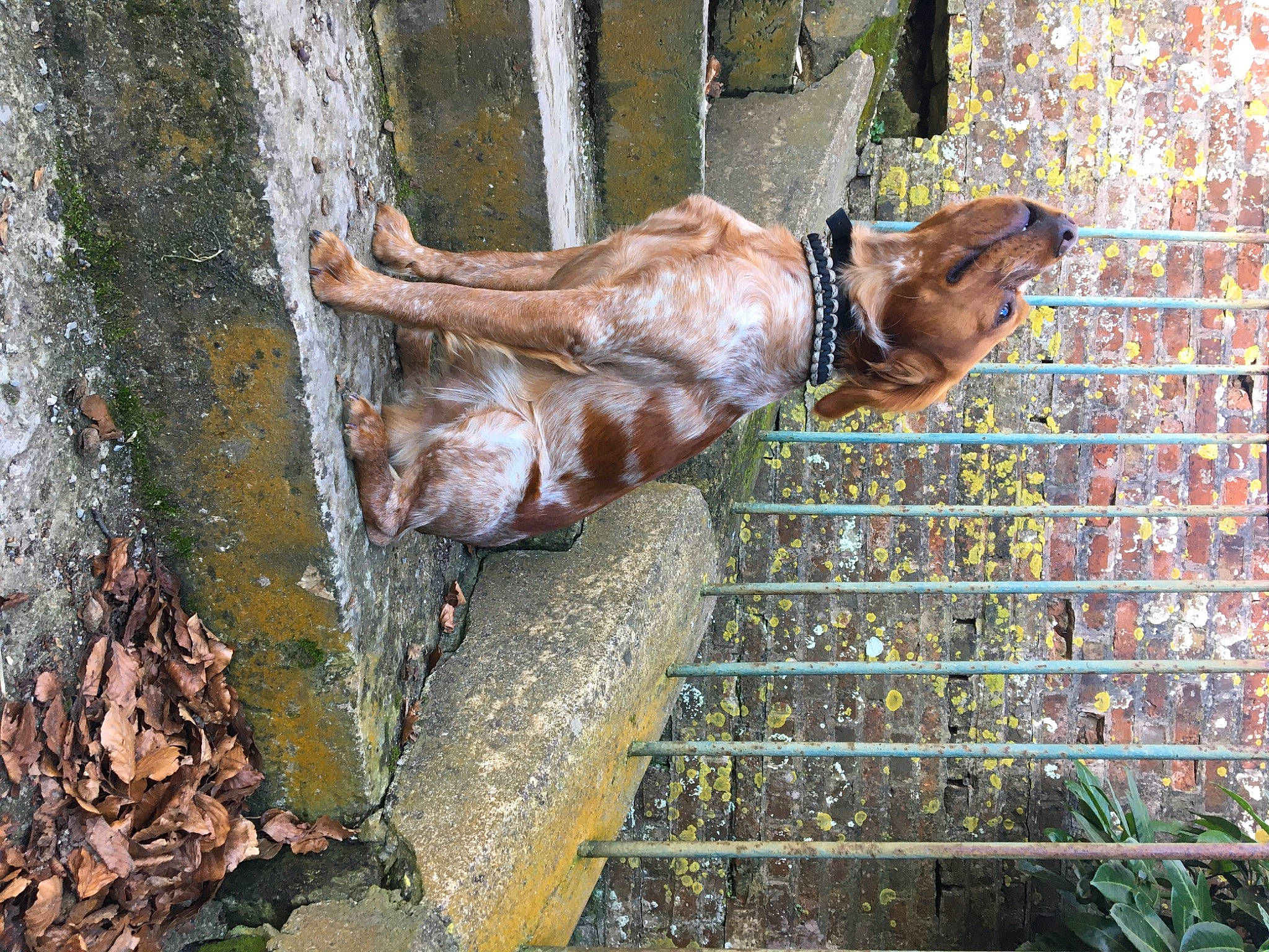 Phalko a rejoint le concours — aidez-le/la à gagner de superbes lots ! art, barechested, brick, brickwork, dog, fawn, foot, fun, human_leg, leisure, metal, sculpture, sporting_group, thigh, trunk, visual_arts, water, wood