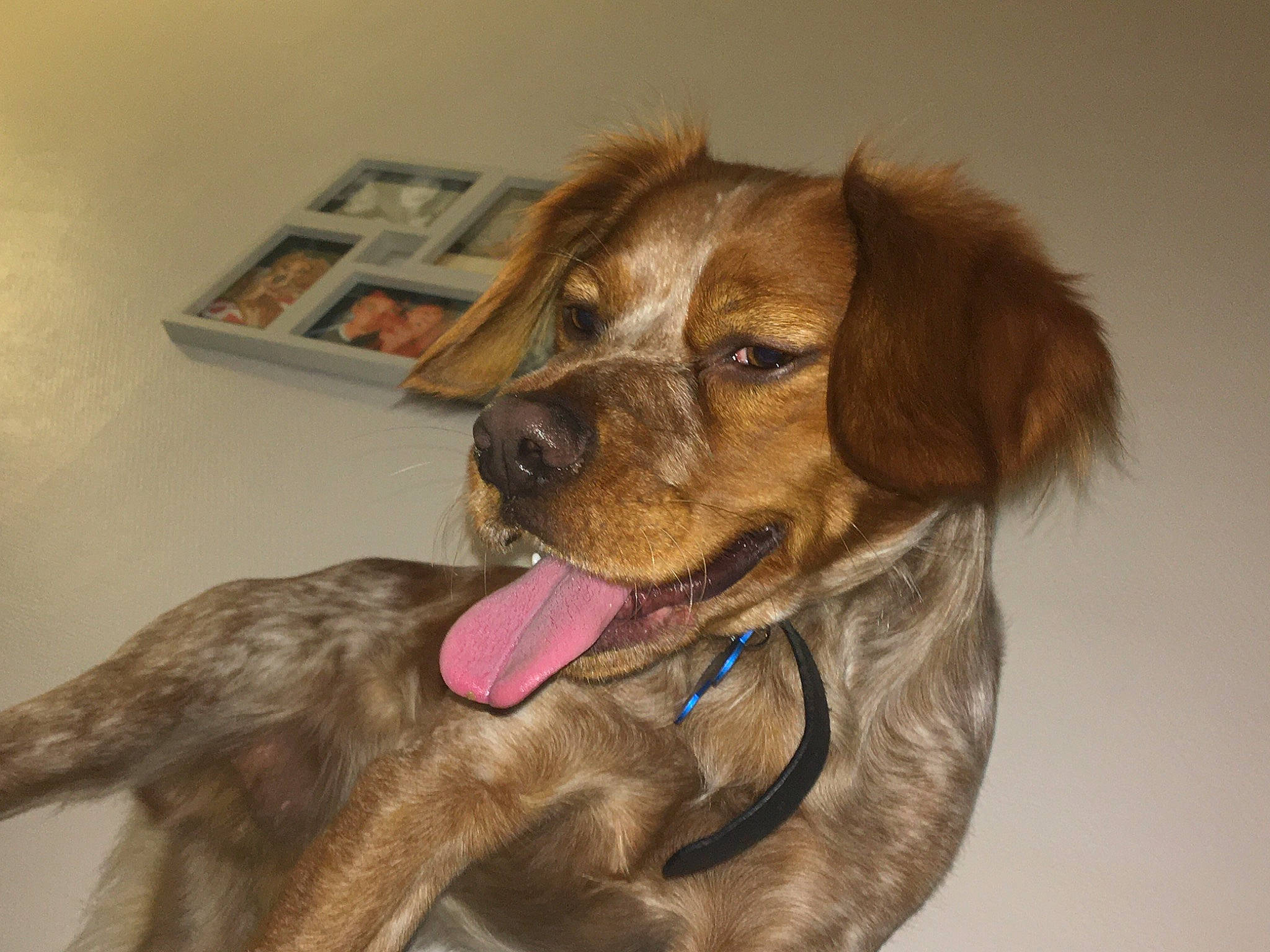 Phalko participe au concours pour gagner de l'argent avec cette photo : carnivore, collar, companion_dog, dog, dog_breed, dog_collar, ear, fawn, fur, gun_dog, liver, pet_supply, picture_frame, retriever, shelf, snout, spaniel, sporting_group, whiskers, working_animal