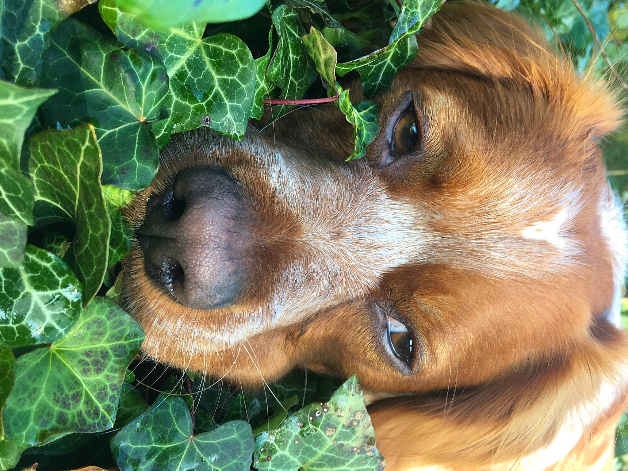 Phalko participe au concours pour gagner de l'argent avec cette photo : canidae, carnivore, companion_dog, dog, dog_breed, fawn, fur, grass, green, groundcover, herb, hunting_dog, liver, plant, snout, sporting_group, terrestrial_animal, whiskers, wildlife, working_animal