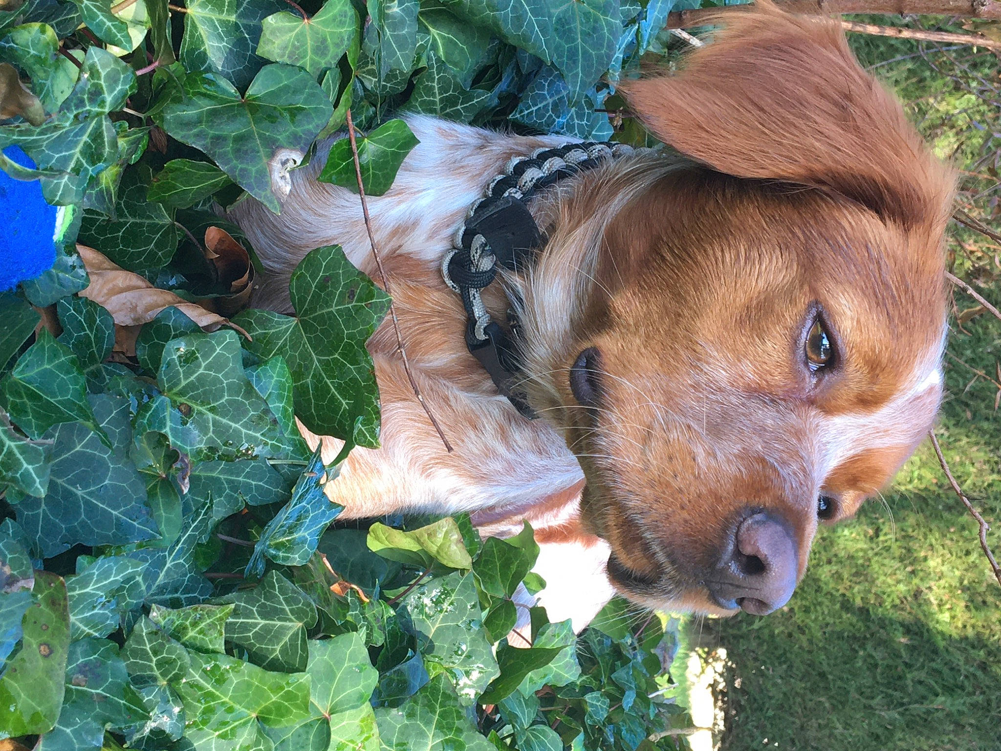 Phalko a rejoint le concours — aidez-le/la à gagner de superbes lots ! bovine, dairy_cow, dog_breed, fawn, fur, grass, green, groundcover, hat, herb, leaf, leaf_vegetable, liver, livestock, mare, plant, terrestrial_animal, whiskers, wood, working_animal