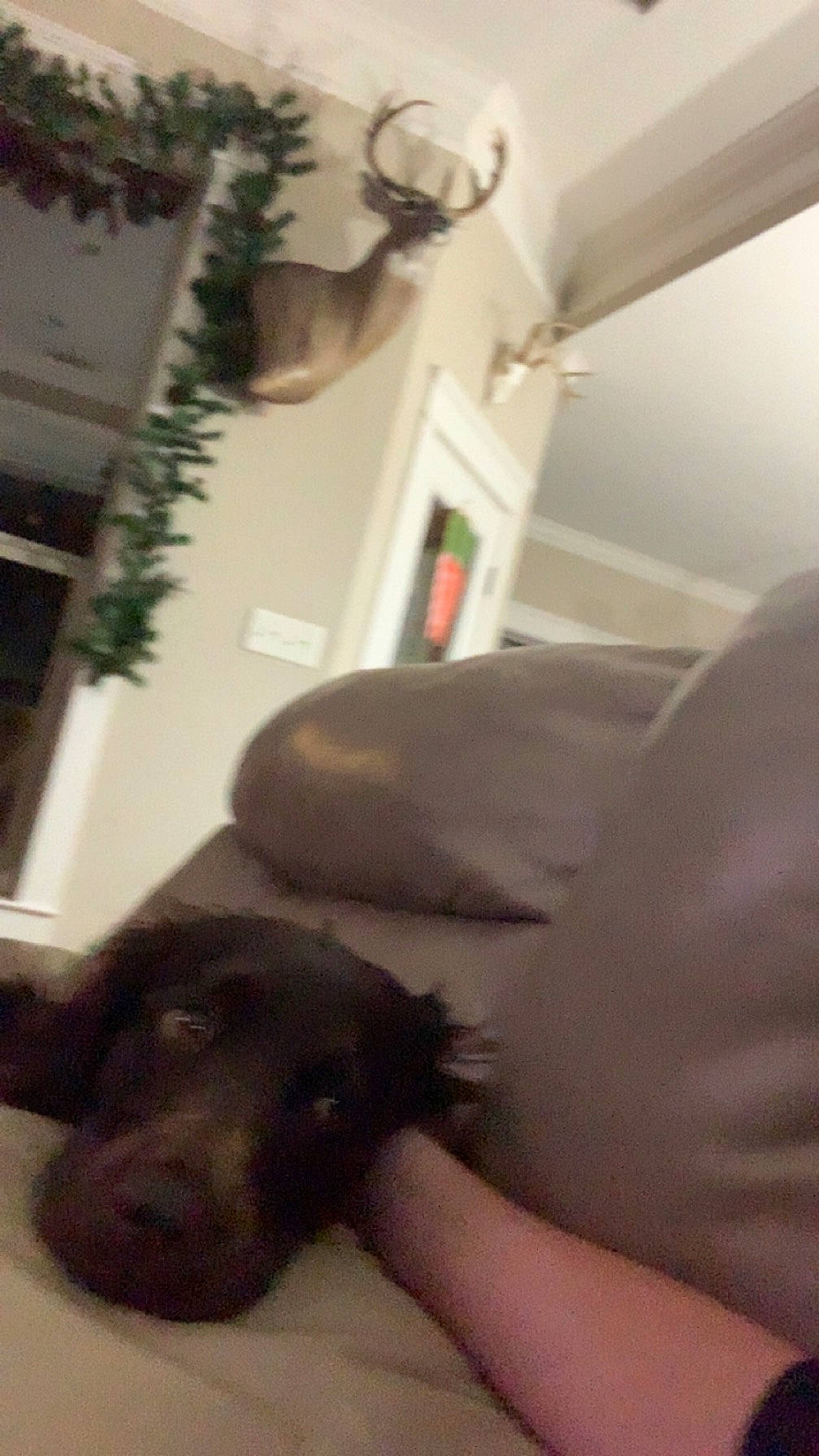 River is registered to the contest to win money with this photo: carnivore, comfort, companion_dog, dog, dog_breed, fawn, flooring, fur, gesture, guard_dog, hardwood, liver, retriever, room, selfie, snout, sporting_group, tail, wood, working_animal