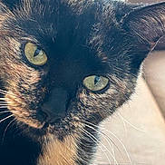 Millie is registered to the contest to win money with this photo: cat, tortoiseshell, close_up, green_eyes, whiskers, fur, pet, animal, curious, face, portrait, indoor, feline, cute, looking, mammal, domestic_animal, soft_light, detail, whisker