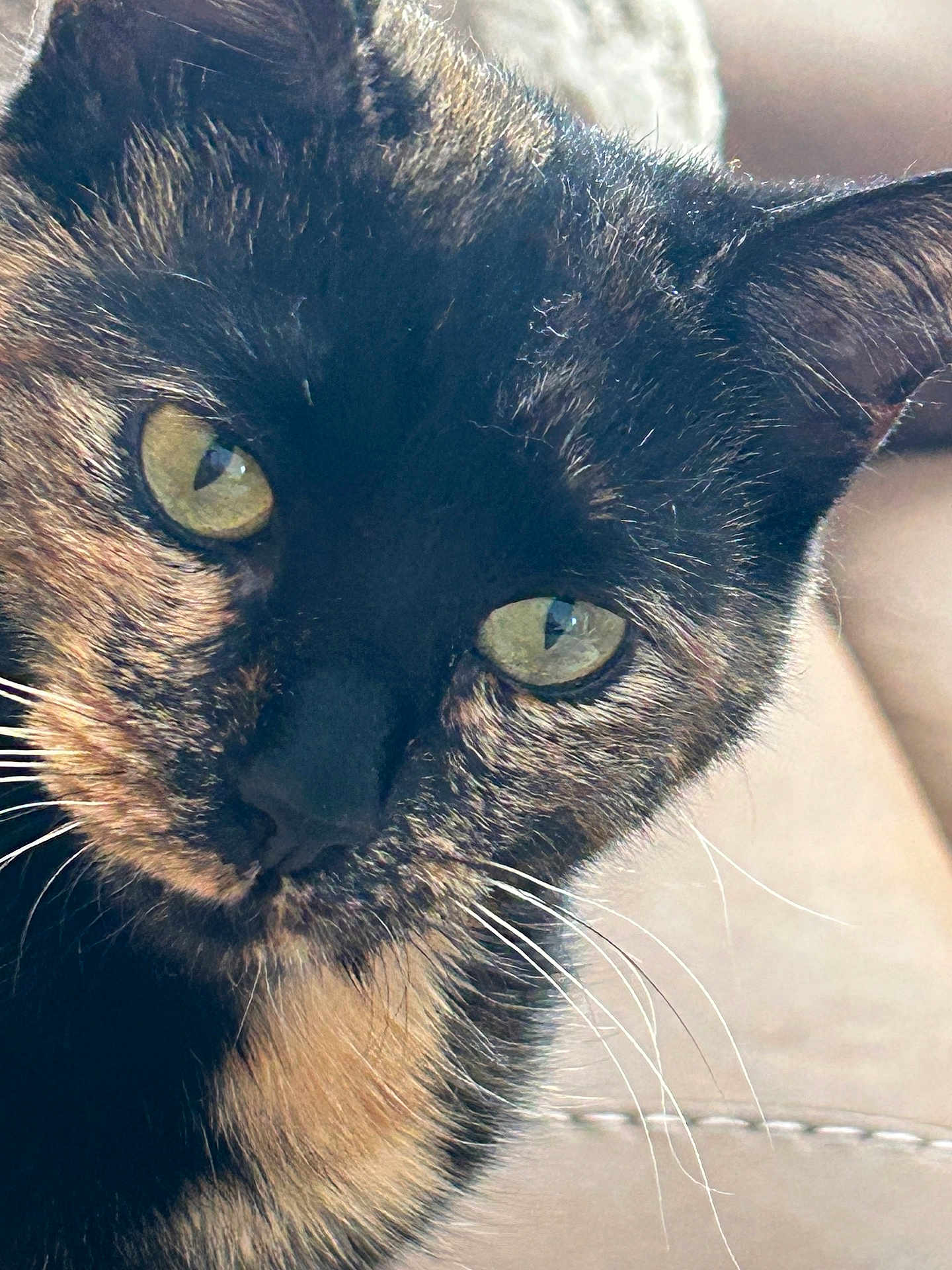 Millie is registered to the contest to win money with this photo: cat, tortoiseshell, close_up, green_eyes, whiskers, fur, pet, animal, curious, face, portrait, indoor, feline, cute, looking, mammal, domestic_animal, soft_light, detail, whisker