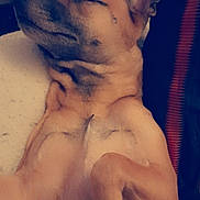 Tessy participe au concours pour gagner de l'argent avec cette photo : dog, sleeping, close_up, relaxed, pet, fur, paw, indoor, resting, canine, cozy, animal, comfort, laying_down, cute, napping, domestic, peaceful, mammal, companion