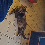 Ohana participe au concours pour gagner de l'argent avec cette photo : animal, cabinet, cat, cozy, curious, domestic_cat, ears, floor, furniture, home, indoor, legs, pet, pet_bed, relaxed, resting, tabby_cat, tail, tile_floor, whiskers