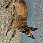 Fazer participe au concours pour gagner de l'argent avec cette photo : dog, animal, pet, lying_down, concrete, floor, wall, brown, ears, face, canine, outdoor, resting, looking, side_view, texture, pavement, curious, quiet, calm