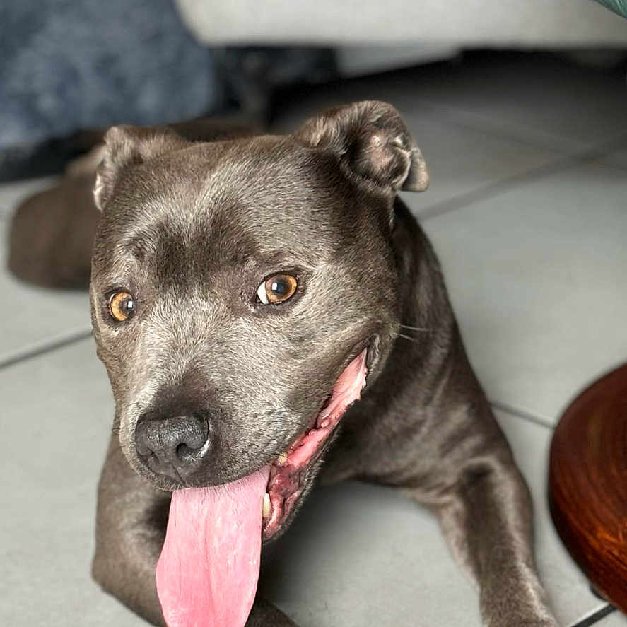 Lilou a rejoint le concours — aidez-le/la à gagner de superbes lots ! animal, brown_coat, canine, close_up, cute, dog, domestic, ears, floor, fur, happy, indoor, laying_down, mouth, nose, paw, pet, playful, tile, tongue_out