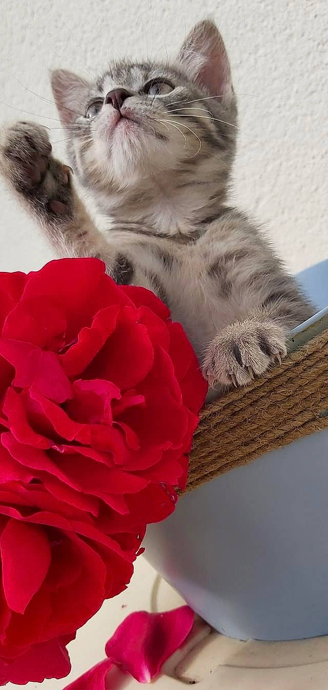 Taïga a rejoint le concours — aidez-le/la à gagner de superbes lots ! artificial_flower, carnivore, cat, cut_flowers, domestic_short_haired_cat, fawn, felidae, flower, flowering_plant, fur, hybrid_tea_rose, magenta, petal, plant, rose, rose_family, rose_order, small_to_medium_sized_cats, tail, whiskers