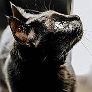 Albert participe au concours pour gagner de l'argent avec cette photo : cat, black_cat, whiskers, pet, animal, feline, closeup, portrait, curious, looking_up, indoor, soft_light, fur, ears, eyes, domestic_animal, mammal, focus, face, cute