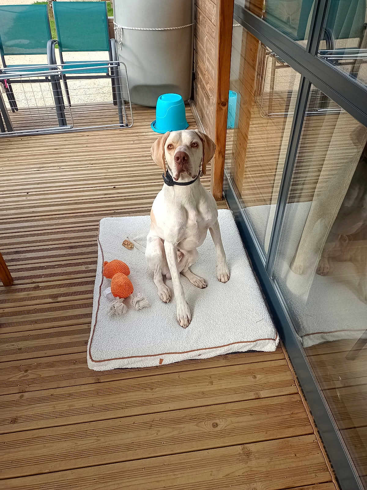 Buzz participe au concours pour gagner de l'argent avec cette photo : dog, pet, toy, mat, wooden_floor, outdoor, patio, glass_door, reflection, collar, orange, white, brown, sitting, calm, animal, domestic, relaxed, daylight, furniture