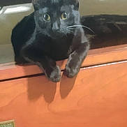 Bandit is registered to the contest to win money with this photo: animal, black_cat, cat, close_up, cozy, curiosity, curious, domestic_animal, eyes, feline, furniture, household, indoor, looking, paws, pet, resting, shadow, whiskers, wooden_cabinet