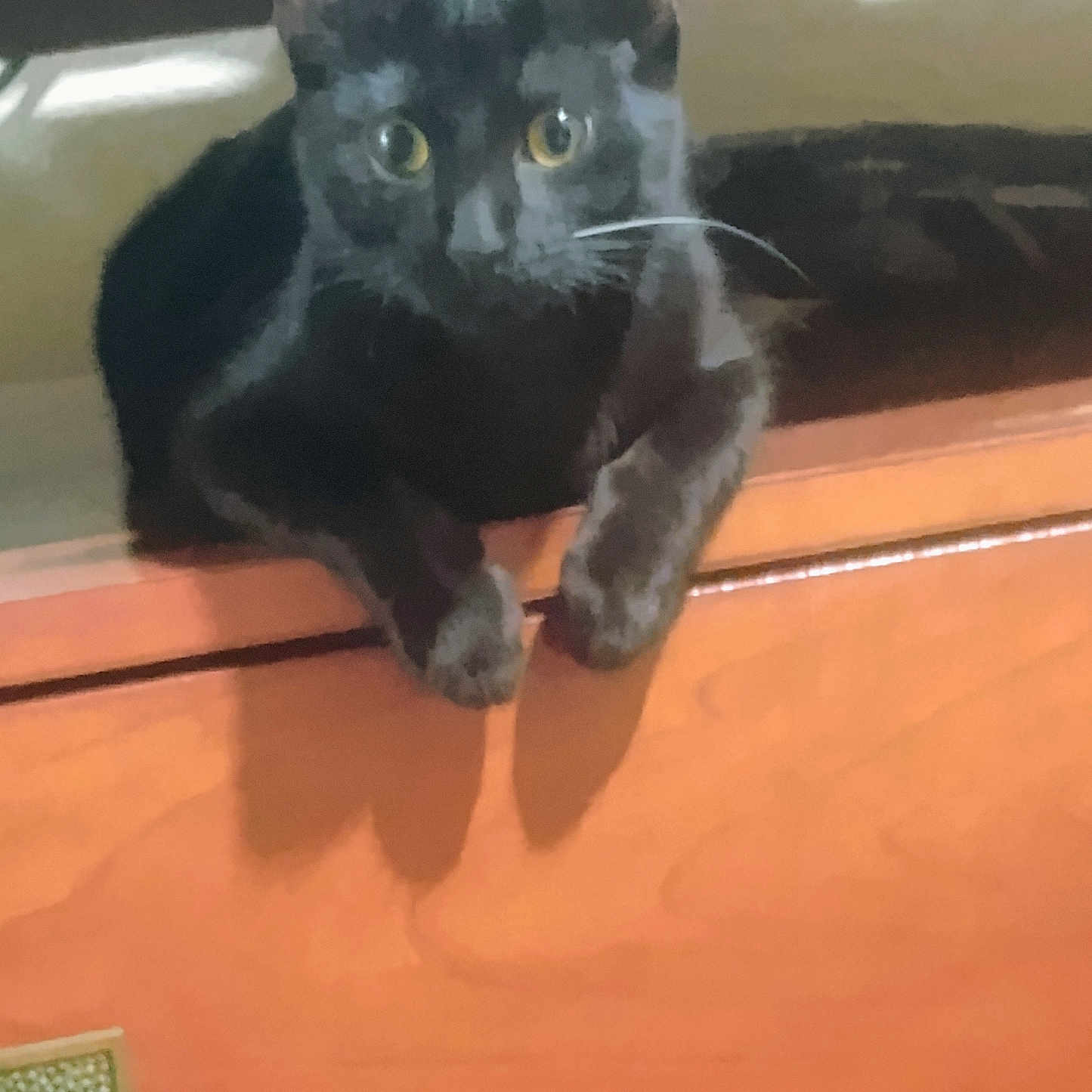 Bandit is registered to the contest to win money with this photo: animal, black_cat, cat, close_up, cozy, curiosity, curious, domestic_animal, eyes, feline, furniture, household, indoor, looking, paws, pet, resting, shadow, whiskers, wooden_cabinet