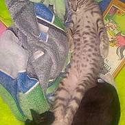 Smokey Joe joined the competition — help win amazing prizes! animal, blanket, book, cat, colorful, companion, cozy, cute, domestic_animal, feline, fur, indoor, kitten, nap, pattern, pet, relaxation, resting, sleeping, soft