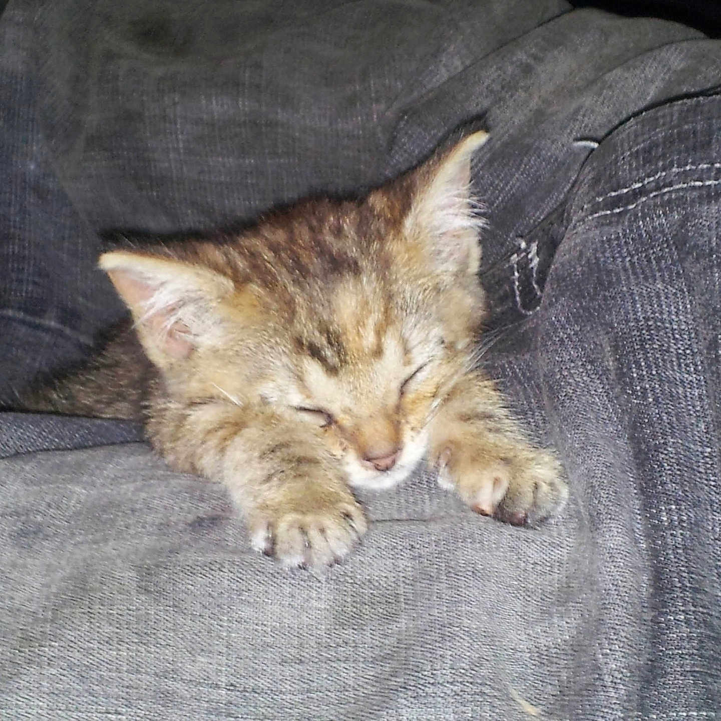 Tigger Jayne is registered to the contest to win money with this photo: adorable, animal, cat, closeup, cozy, cute, domestic_animal, feline, fur, gray, indoor, kitten, paw, peaceful, pet, resting, sleeping, soft, tabby, young