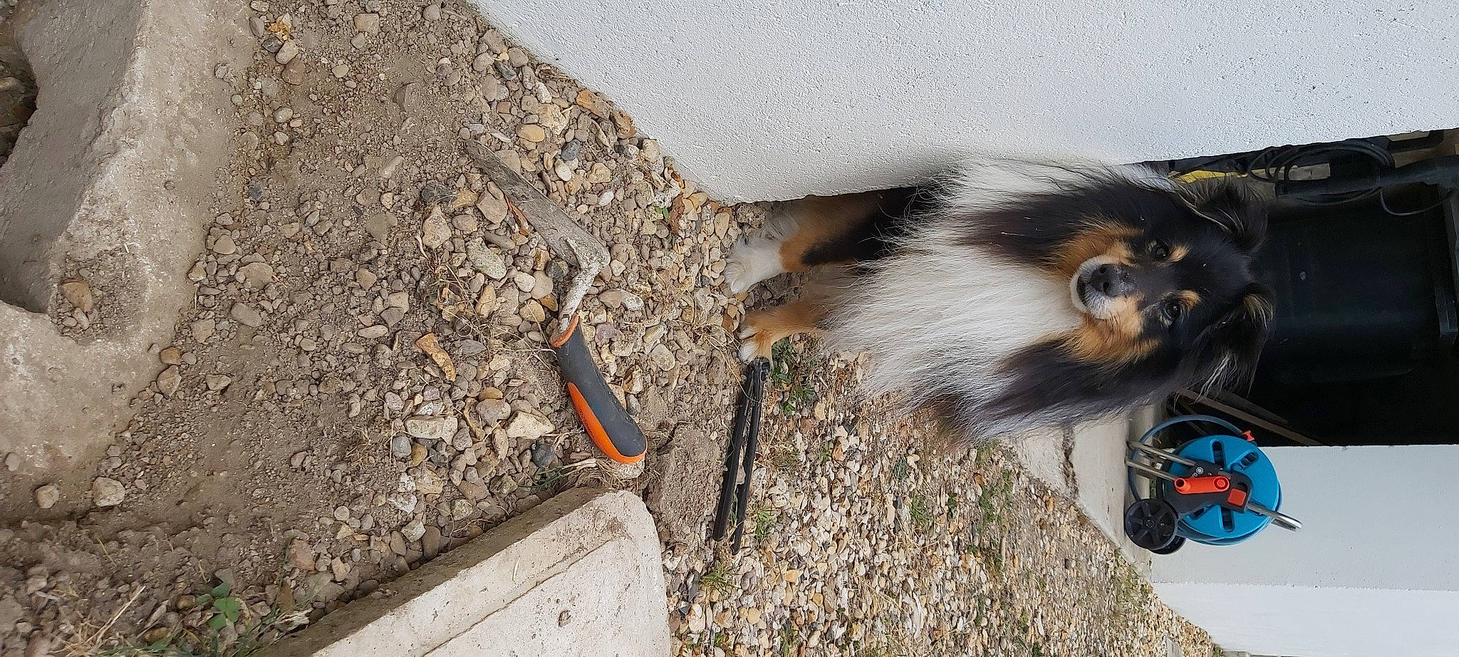 Narko participe au concours pour gagner de l'argent avec cette photo : bedrock, black_capped_chickadee, canidae, companion_dog, dog_breed, fawn, fur, porch, rock, rodent, snout, soil, tail, terrestrial_animal, tree, whiskers, wildlife, wood