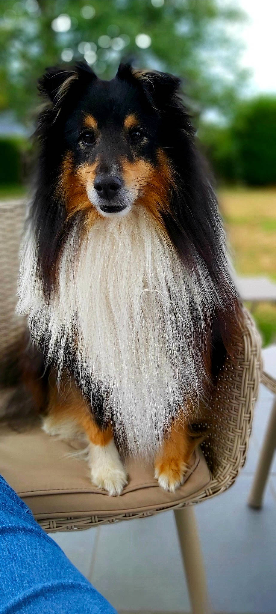Narko participe au concours pour gagner de l'argent avec cette photo : ancient_dog_breeds, canidae, carnivore, companion_dog, dog, dog_breed, fur, herding_dog, shetland_sheepdog, snout, whiskers, working_animal, working_dog