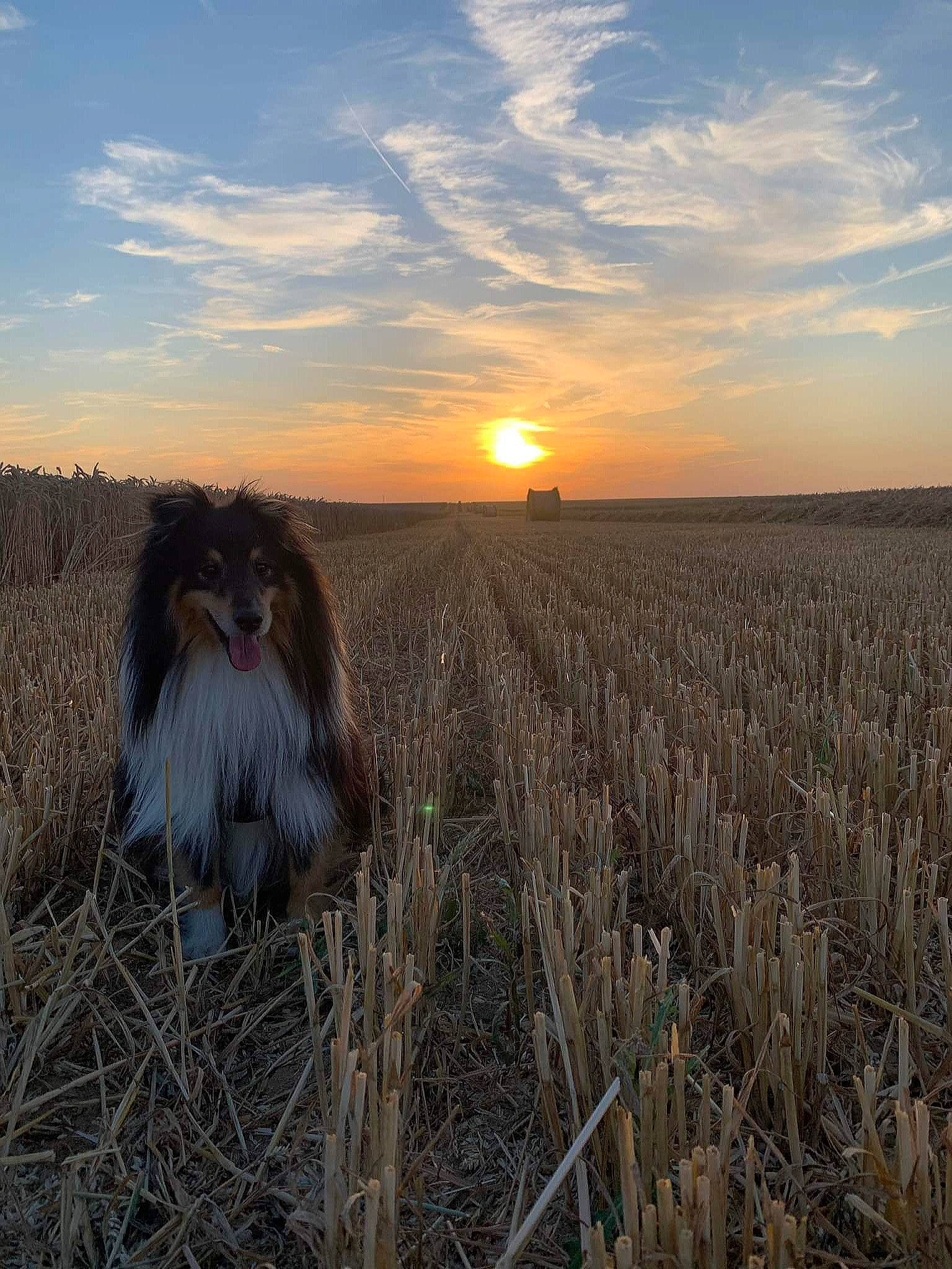 Narko participe au concours pour gagner de l'argent avec cette photo : agriculture, astronomical_object, beak, cloud, evening, event, fawn, field, grass, grassland, horizon, landscape, morning, natural_landscape, people_in_nature, plain, plant, prairie, sky, sunrise