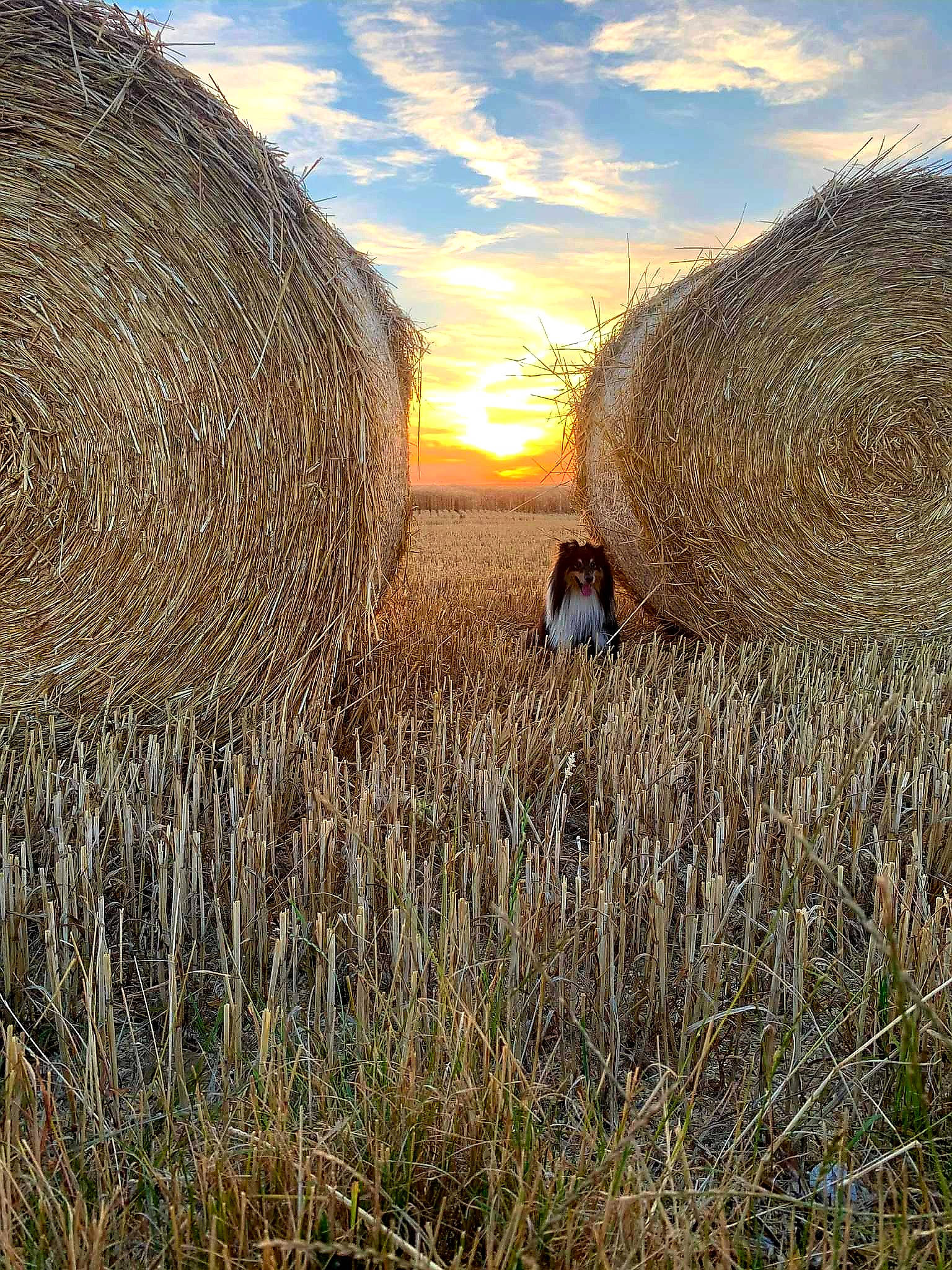 Narko participe au concours pour gagner de l'argent avec cette photo : agriculture, cloud, crop, event, field, grass, grass_family, grassland, hay, horizon, landscape, natural_environment, natural_landscape, people_in_nature, plain, plant, prairie, rural_area, sky, wood
