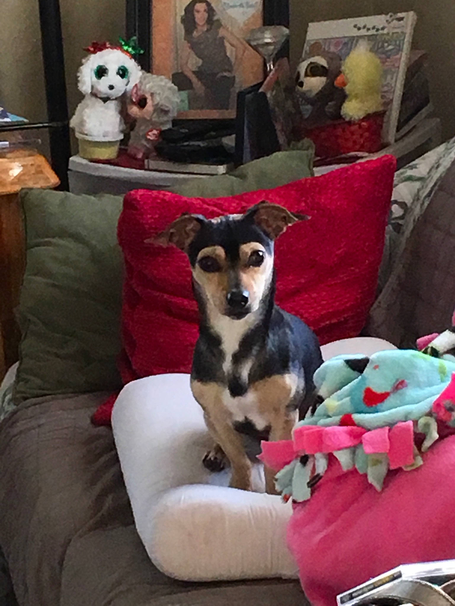 Bogey joined the competition — help win amazing prizes! canidae, carnivore, chihuahua, companion_dog, dog, dog_breed, mammal, puppy, rat_terrier, vertebrate