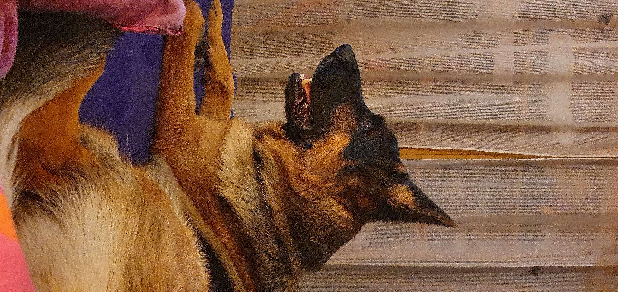 Orèn participe au concours pour gagner de l'argent avec cette photo : belgian_shepherd, belgian_shepherd_malinois, canidae, carnivore, dog, dog_breed, fawn, german_shepherd_dog, kunming_wolfdog, mammal, police_dog, snout, vertebrate