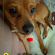 Lucky a rejoint le concours — aidez-le/la à gagner de superbes lots ! dog, small_dog, brown_dog, pet, bed, lying_down, indoor, close_up, animal, cute, toy, christmas_toy, santa_claus, camera_interface, phone_screen, photo_mode, zoom_options, paw, ear, snout