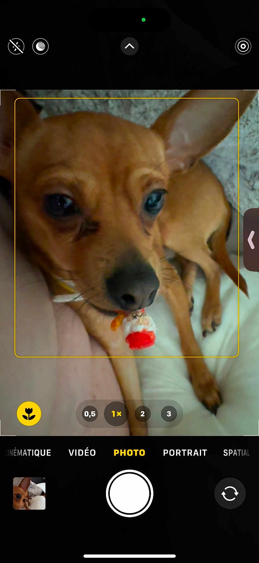 Lucky a rejoint le concours — aidez-le/la à gagner de superbes lots ! dog, small_dog, brown_dog, pet, bed, lying_down, indoor, close_up, animal, cute, toy, christmas_toy, santa_claus, camera_interface, phone_screen, photo_mode, zoom_options, paw, ear, snout