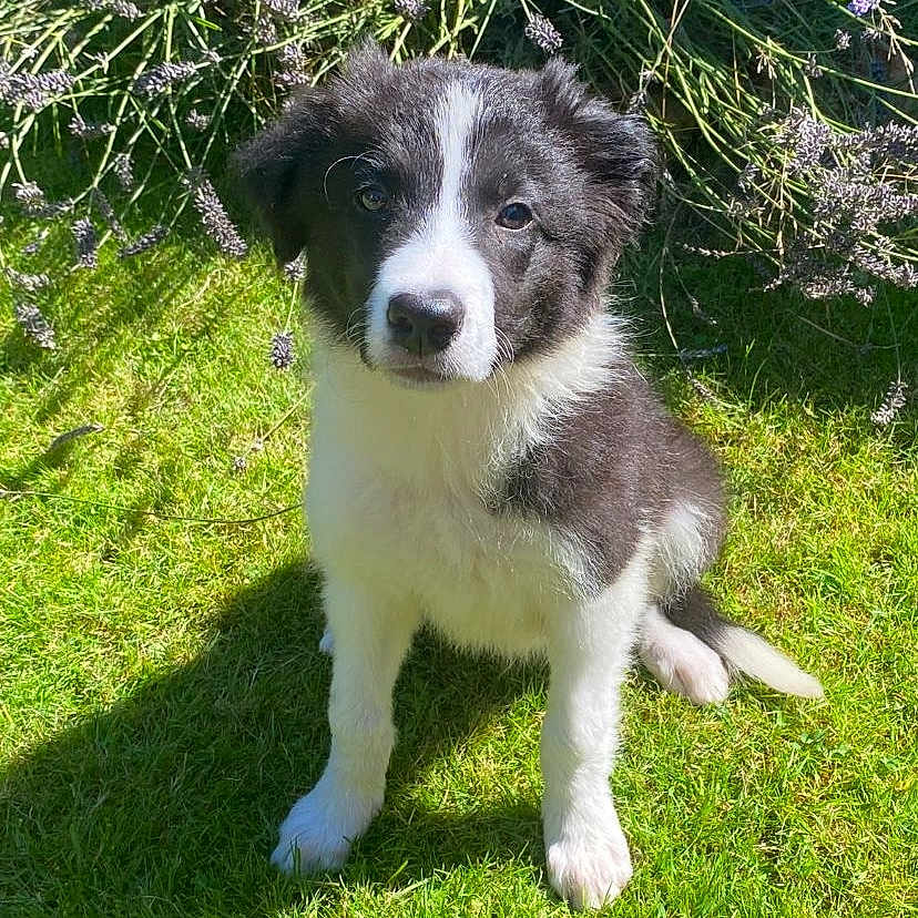 Archie
