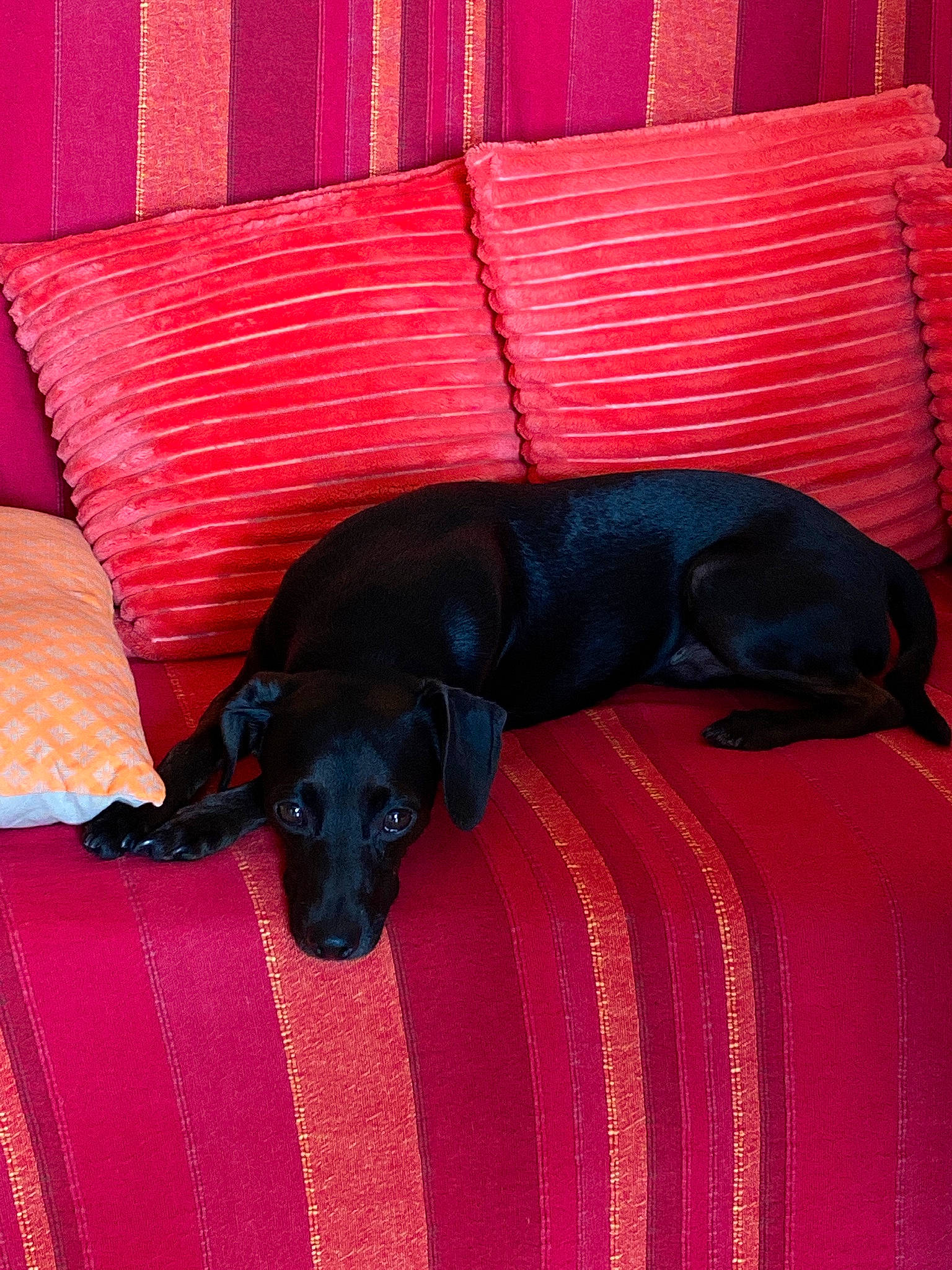 Lenny a rejoint le concours — aidez-le/la à gagner de superbes lots ! bed, carnivore, comfort, companion_dog, couch, dog, dog_breed, floor, flooring, grey, hardwood, liver, red, sporting_group, studio_couch, tail, terrestrial_animal, tints_and_shades, wood, working_animal