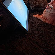 Leo is registered to the contest to win money with this photo: animal, cat, closeup, cozy, curious, cushion, domestic, feline, fluffy, home, indoor, orange_cat, pet, relaxing, rug, screen, soft_texture, tablet, technology, watching