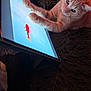 Leo is registered to the contest to win money with this photo: animal, blanket, blue_background, cat, closeup, cozy, curious, feline, fish, household, indoor, paw, pet, playful, red_fish, screen, soft_lighting, tabby_cat, tablet, technology