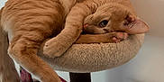 Leo is registered to the contest to win money with this photo: animal, cat, cat_perch, colorful, cozy, cute, domestic_cat, fluffy, furniture, indoor, orange_tabby, painting, paw, pet, relaxed, sleepy, tail, toy, wall, whiskers