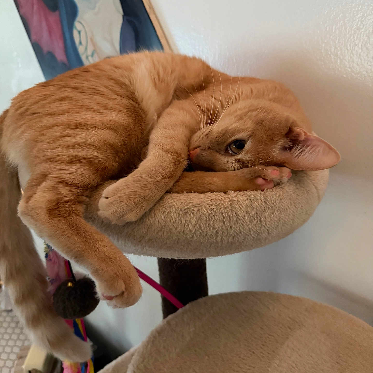 Leo is registered to the contest to win money with this photo: animal, cat, cat_perch, colorful, cozy, cute, domestic_cat, fluffy, furniture, indoor, orange_tabby, painting, paw, pet, relaxed, sleepy, tail, toy, wall, whiskers