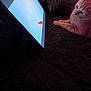 Leo is registered to the contest to win money with this photo: animal, cat, cozy, curious, digital, fish, furry, home, indoor, light, orange_cat, pet, pillow, relaxed, rug, screen, soft, tablet, technology, watching