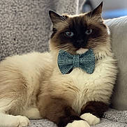 Zeus is registered to the contest to win money with this photo: cat, fluffy, bow_tie, blue_eyes, relaxed, indoor, pet, feline, cute, cozy, white_paws, brown_fur, portrait, sitting, soft, blanket, comfort, animal, domestic_cat, furry