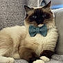 cat, fluffy, bow_tie, blue_eyes, relaxed, indoor, pet, feline, cute, cozy, white_paws, brown_fur, portrait, sitting, soft, blanket, comfort, animal, domestic_cat, furry