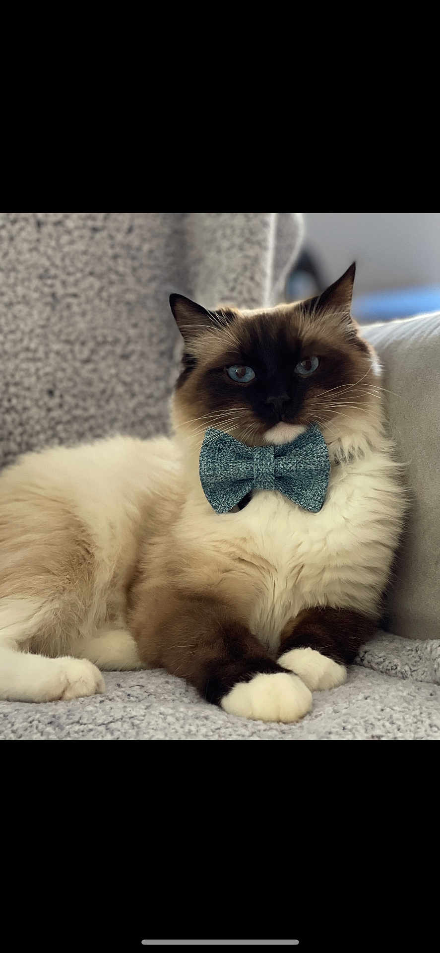 Zeus is registered to the contest to win money with this photo: cat, fluffy, bow_tie, blue_eyes, relaxed, indoor, pet, feline, cute, cozy, white_paws, brown_fur, portrait, sitting, soft, blanket, comfort, animal, domestic_cat, furry