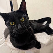 Pickles joined the competition — help win amazing prizes! animal, black_cat, cat, cat_tree, close_up, cozy, curious, cute, domestic_cat, ears, feline, fur, indoor, looking_at_camera, paw, pet, portrait, relaxed, whiskers, yellow_eyes