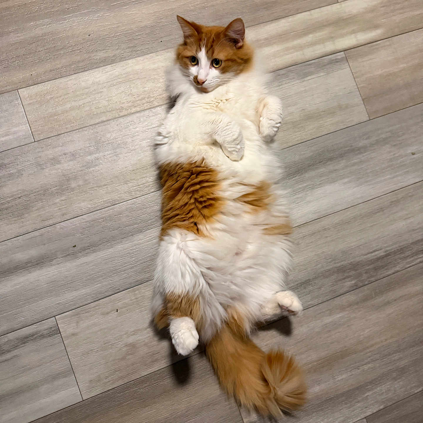 Peaches is registered to the contest to win money with this photo: animal, cat, curious, cute, domestic, feline, floor, fluffy, fur, indoor, lying_down, orange, paws, pet, playful, relaxed, tail, whiskers, white, wooden_floor
