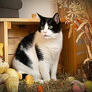 Meïko a rejoint le concours — aidez-le/la à gagner de superbes lots ! animal, black_and_white, cat, cozy, decor, dried_flowers, feline, green_eyes, hay, indoor, nature, plush_toy, polka_dot, portrait, rustic, sitting, soft_toy, still_life, vase, wooden_crate