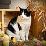 animal, black_and_white, cat, cozy, decor, dried_flowers, feline, green_eyes, hay, indoor, nature, plush_toy, polka_dot, portrait, rustic, sitting, soft_toy, still_life, vase, wooden_crate