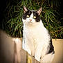 Meïko a rejoint le concours — aidez-le/la à gagner de superbes lots ! animal, background_blur, black_and_white, calm, cat, close_up, curious, daylight, feline, fur, greenery, leaves, nature, outdoor, pet, portrait, sitting, whiskers, wood, yellow_eyes