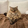 cat, fluffy, tabby, pet, animal, feline, indoor, cozy, blanket, pillow, resting, cute, fur, whiskers, ears, eyes, lying_down, soft_texture, home, relaxed