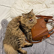 Aslan participe au concours pour gagner de l'argent avec cette photo : cat, tabby, fluffy, pet, bed, blanket, purse, leather, brown, gray, cozy, cute, animal, fur, whiskers, claws, domestic, indoor, resting, expression