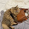 cat, tabby, fluffy, pet, bed, blanket, purse, leather, brown, gray, cozy, cute, animal, fur, whiskers, claws, domestic, indoor, resting, expression