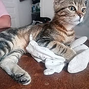 Limule a rejoint le concours — aidez-le/la à gagner de superbes lots ! animal, curious, cute, domestic_cat, ears, feline, indoor, kitten, paw, person_arm, pet, plush_toy, relaxed, soft_toy, striped_fur, tabby_cat, table_surface, whiskers, wooden_table, young_cat