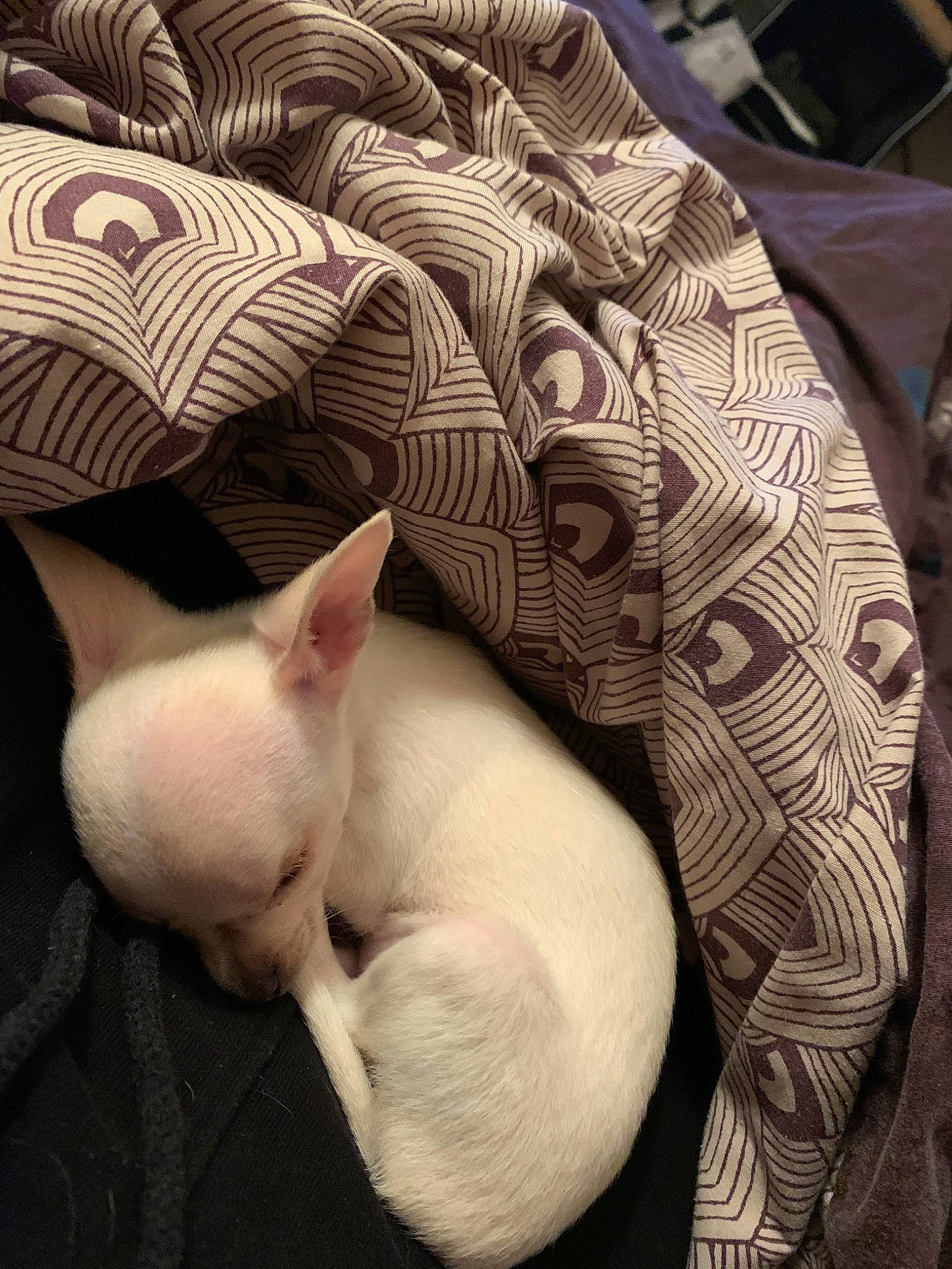 Tina a rejoint le concours — aidez-le/la à gagner de superbes lots ! canidae, carnivore, cat, fawn, felidae, french_bulldog, kitten, mammal, nap, peterbald, sleep, small_to_medium_sized_cats, snout, sphynx, tail, vertebrate, whiskers