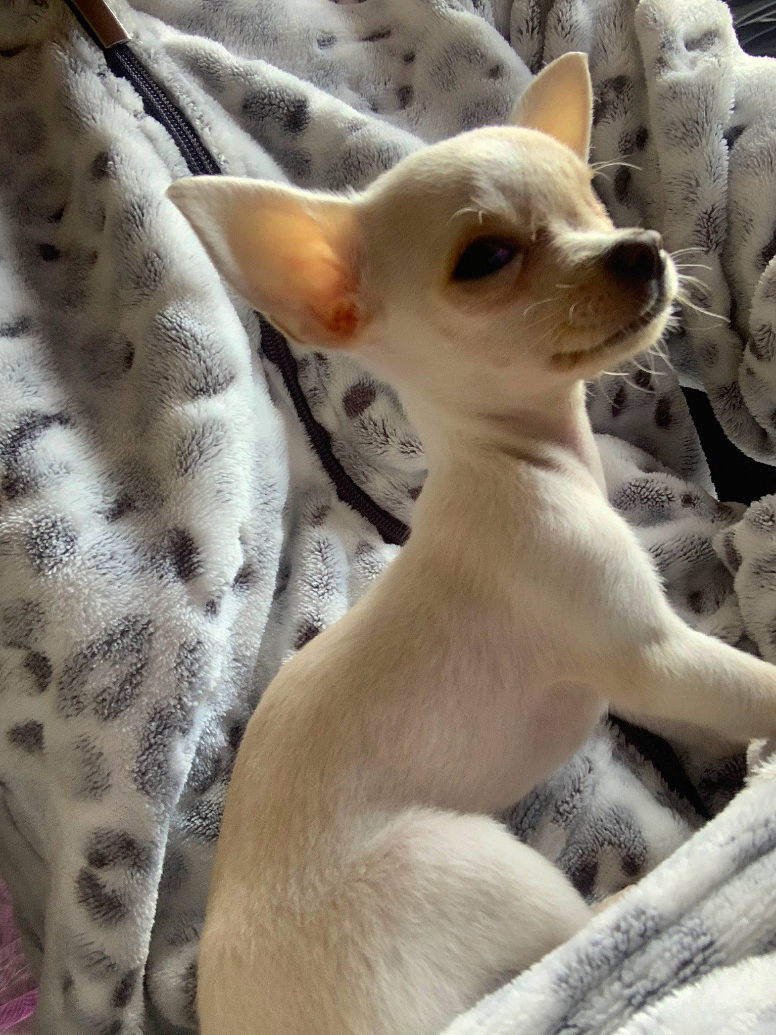 Tina a rejoint le concours — aidez-le/la à gagner de superbes lots ! canidae, carnivore, chihuahua, companion_dog, dog, dog_breed, ear, fawn, mammal, snout, tail, toy_dog, vertebrate, whiskers, wildlife