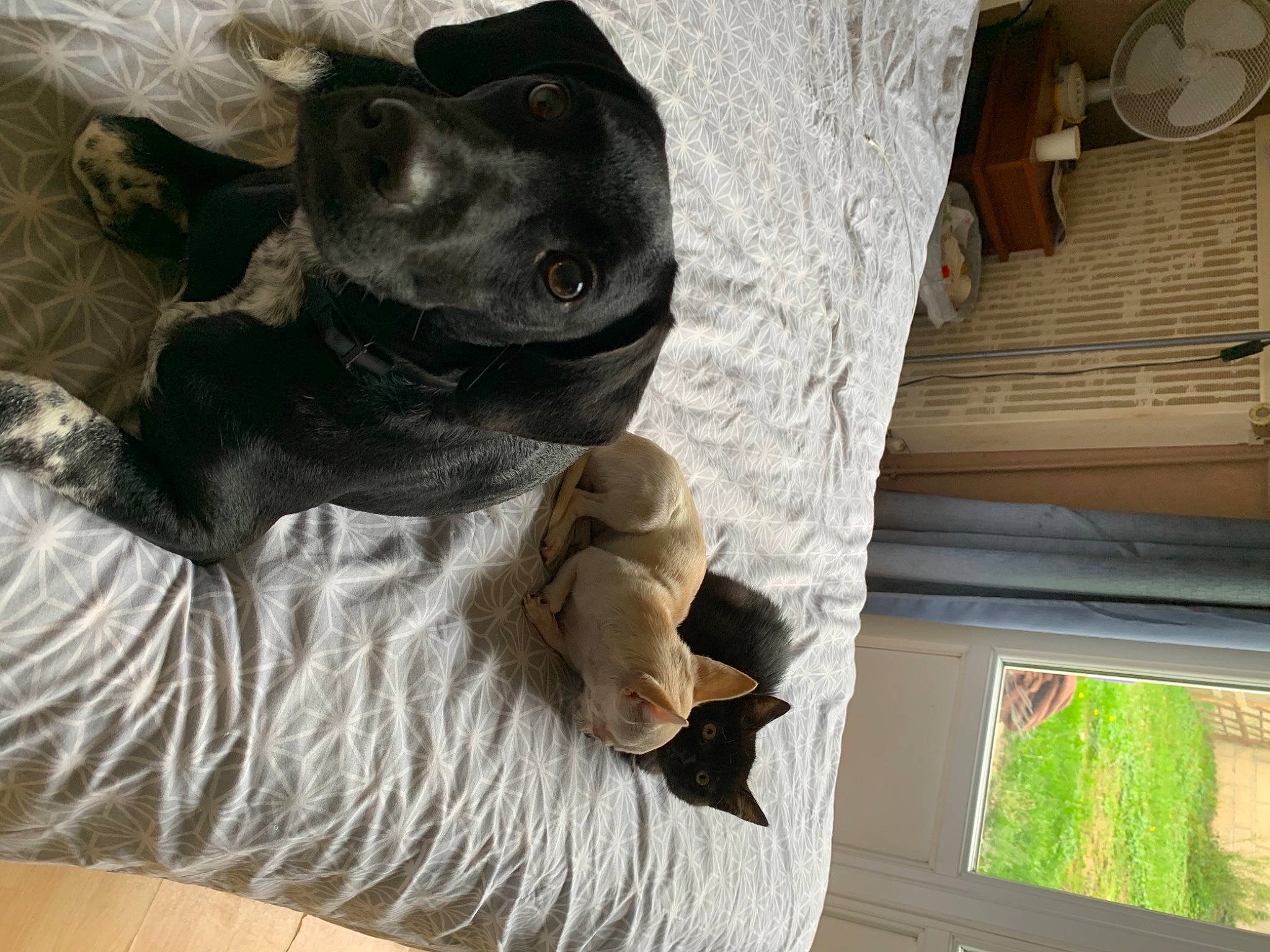 Ruby a rejoint le concours — aidez-le/la à gagner de superbes lots ! canidae, carnivore, companion_dog, dog, dog_breed, puppy, sporting_group